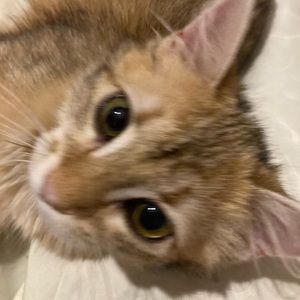 Meet your Posher, Summer